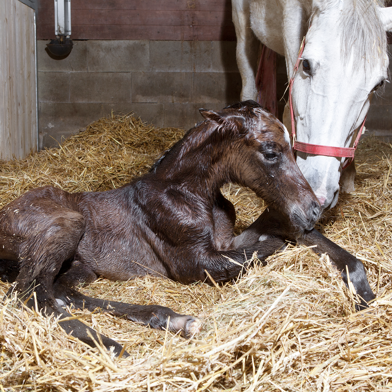 BIRTH ALARM & GEBOORTECAMERA