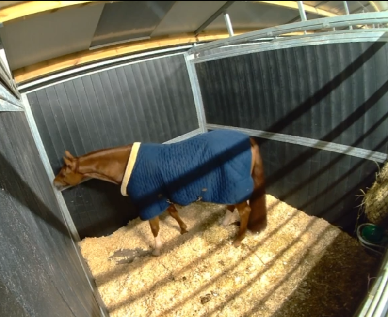 Innovatieve Paardenbewaking: De Grootste Troef voor Internationale Wedstrijdruiters